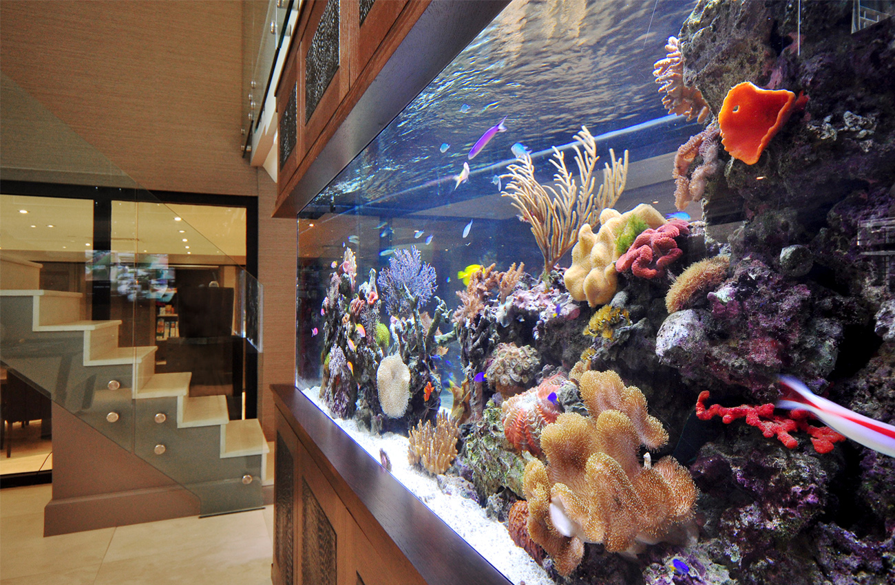 Stephen Ireland & his aquarium Aquarium Architecture