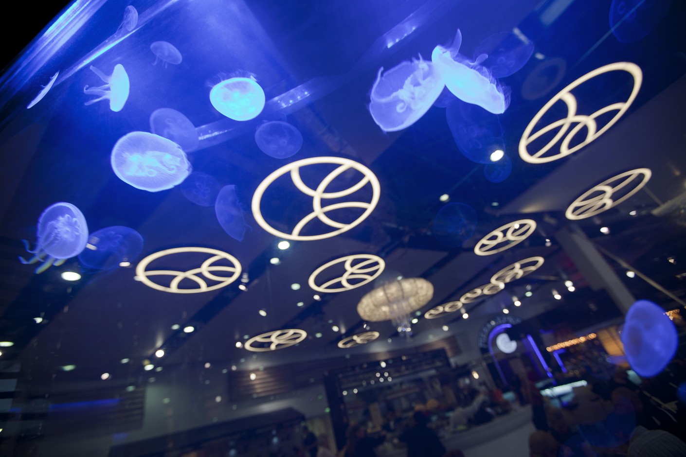 Jellyfish Tank Jellyfish Aquarium Aquarium Architecture