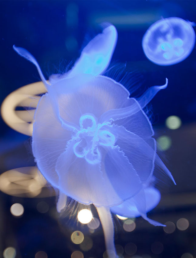 jellyfish tank jellyfish aquarium