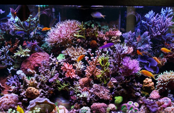 weg Rijp Schandalig 40000L Coral Reef Aquarium - Aquarium Architecture