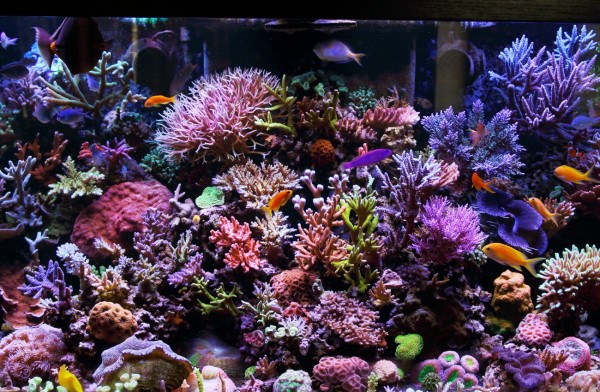 coral reef aquarium