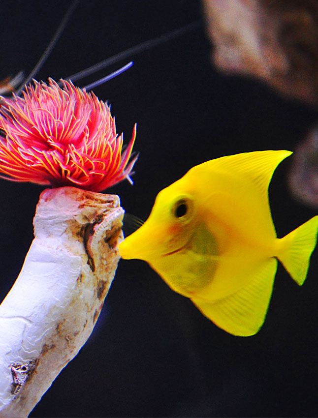 Mini Coral Reef, Manhattan, New York Aquarium Architecture