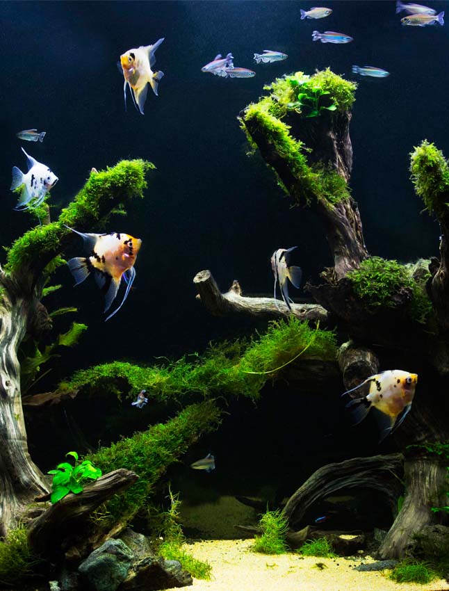 Exploring the Pros and Cons of Marine and Freshwater Aquariums