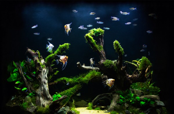 Saltwater Aquarium vs Freshwater Tank - Pros & Cons