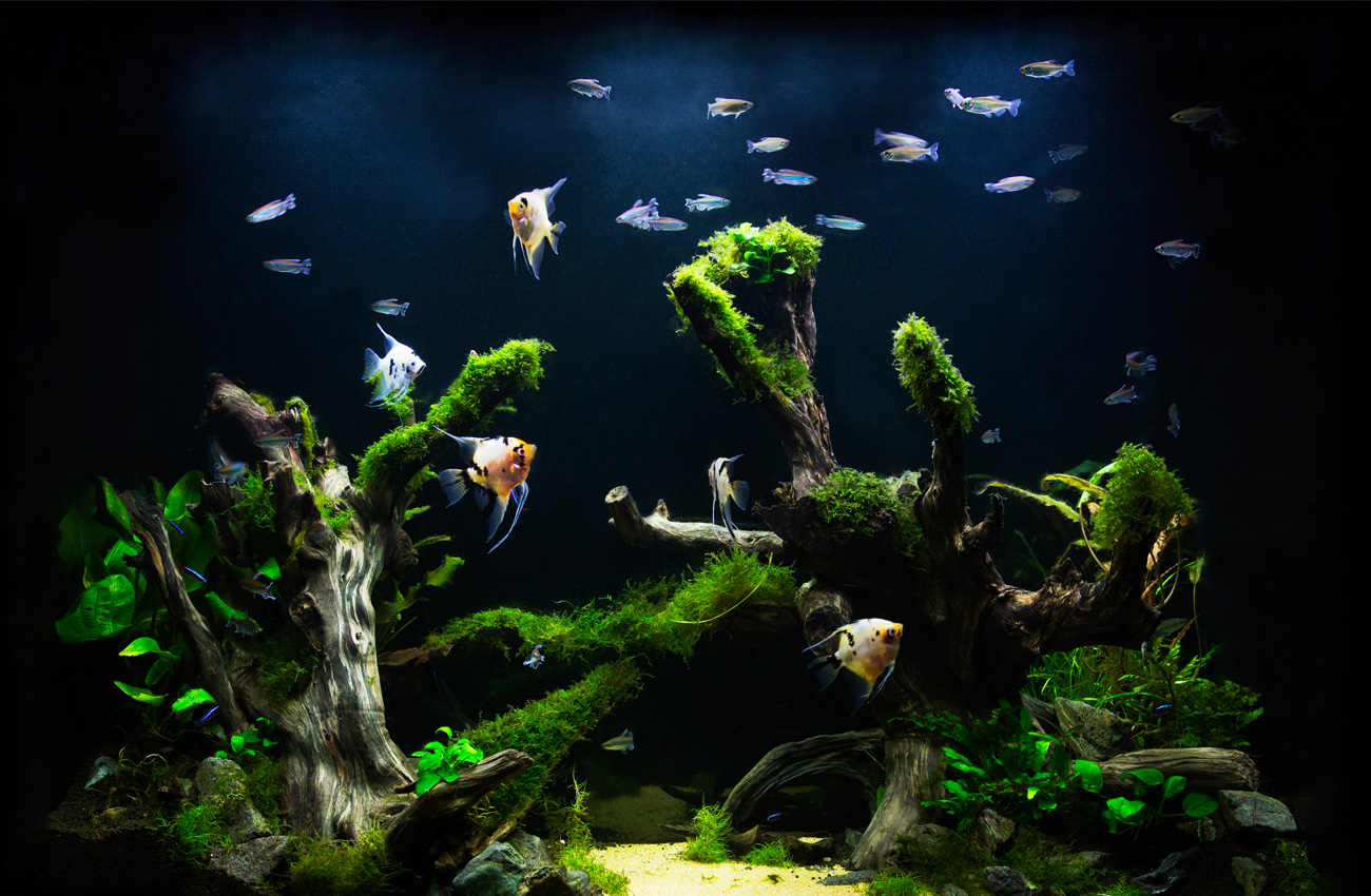 Saltwater Aquarium vs Freshwater Tank Pros & Cons