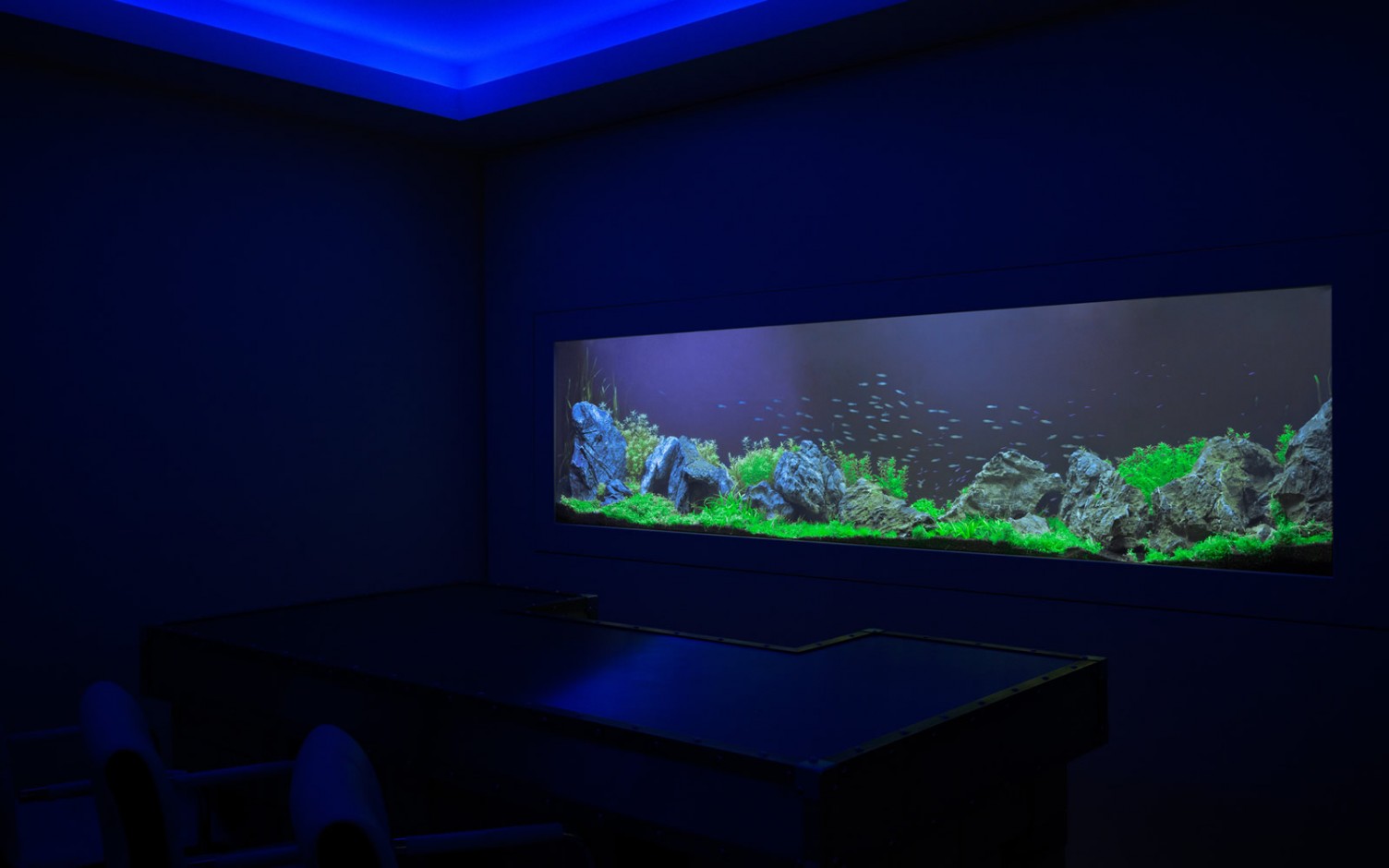 Saltwater Aquarium vs Freshwater Tank Pros & Cons