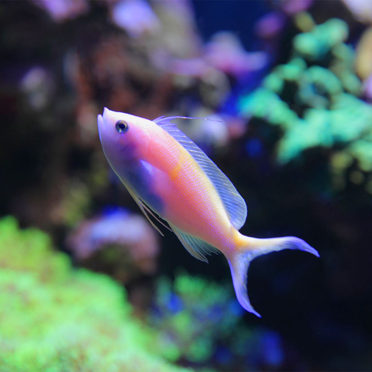 Bass Anthia Fish Aquarium Architecture