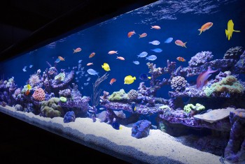 Custom Saltwater Aquarium