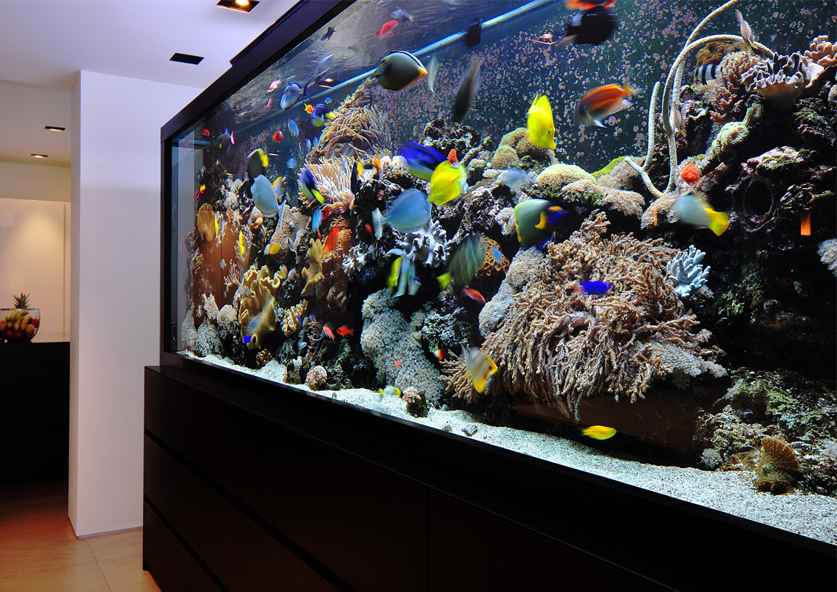 Aquarium Health Benefits Aquarium Architecture