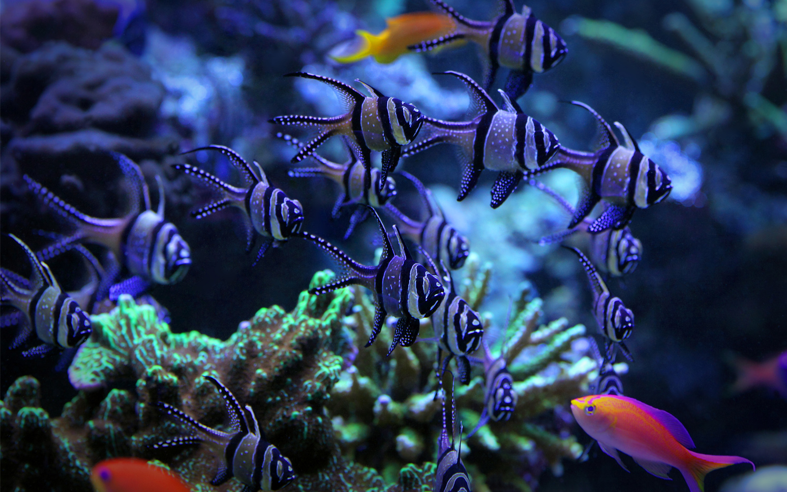 aquariumarchitectureluxurylondontownhousehampsteadaquariumdesign