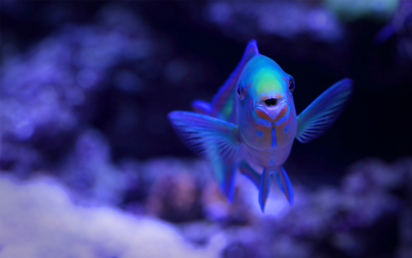 aquariumarchitectureluxurylondontownhousehampsteadaquariumdesign