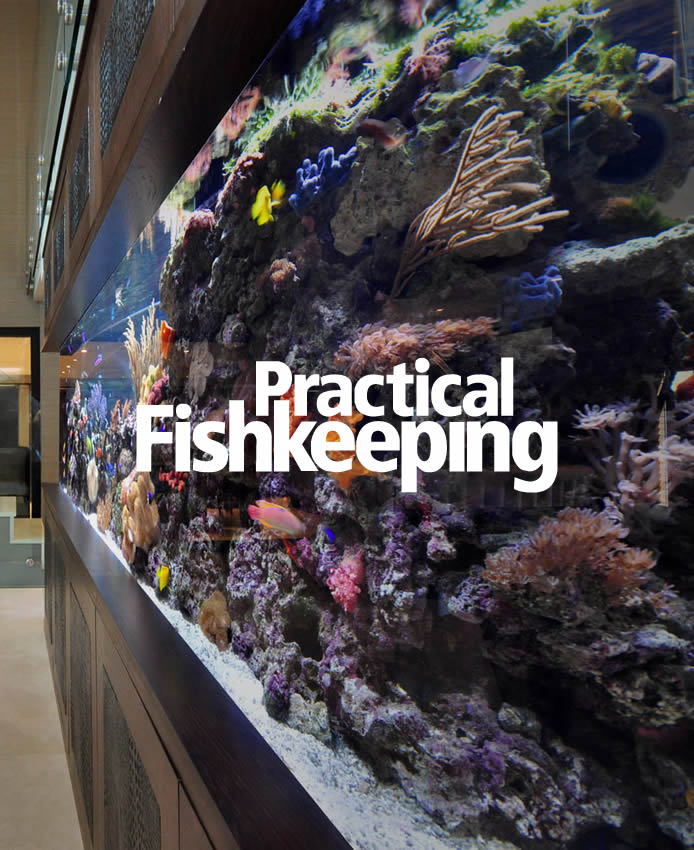 Fresh Look at High End Aquariums