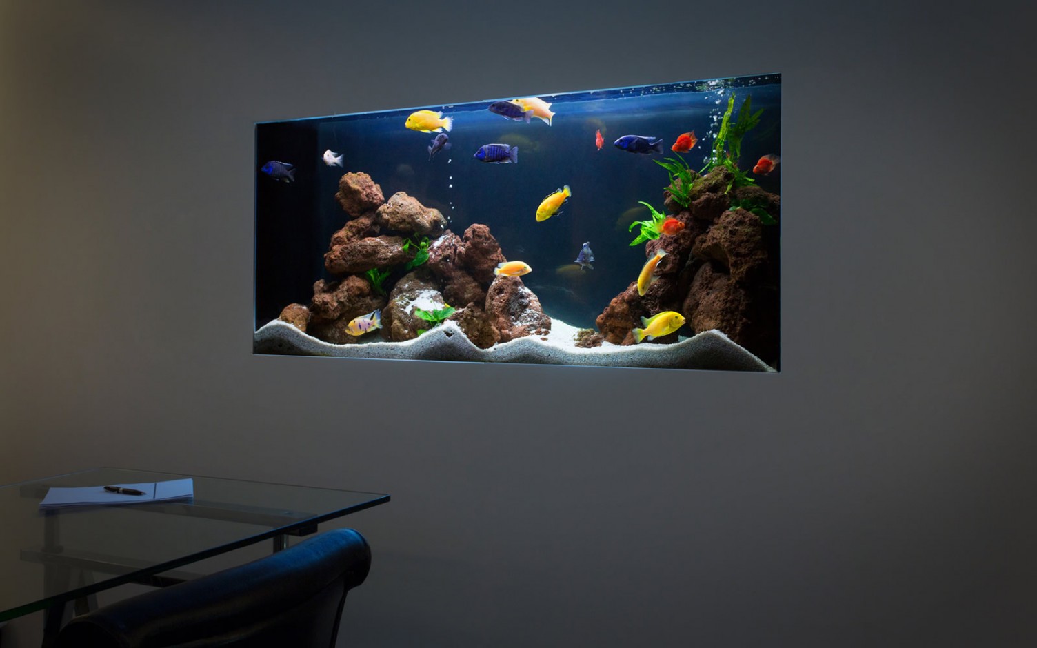 Saltwater Aquarium vs Freshwater Tank Pros & Cons