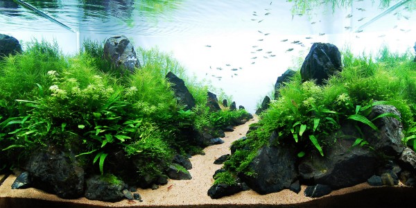 100 lave noire pierre volcanique 1/3 pouzzolane decors aquascaping nano  aquarium