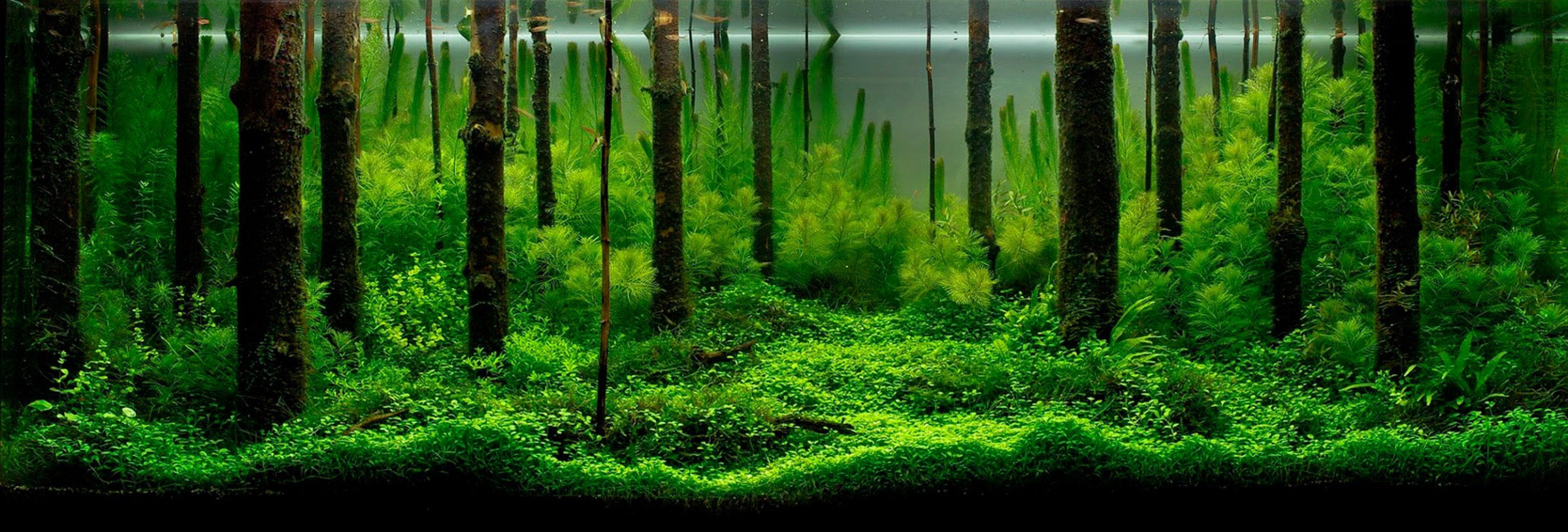 Legendary Aquarist Takashi Amano Aquarium Architecture
