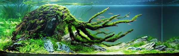 fish tank rock setup