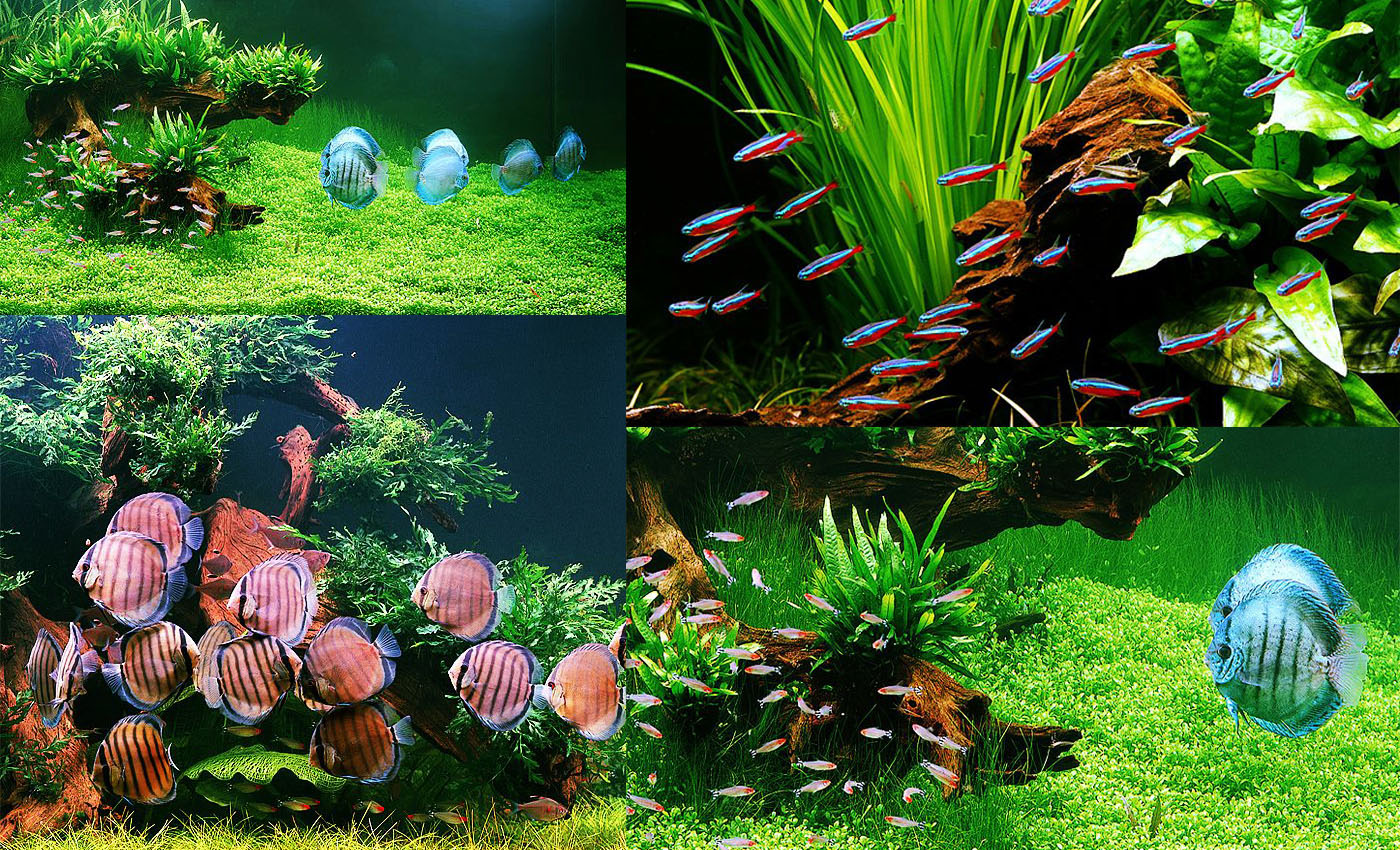 430 Design Plant Aquarium Terbaru 430 Design Plant Aquarium Terbaru
