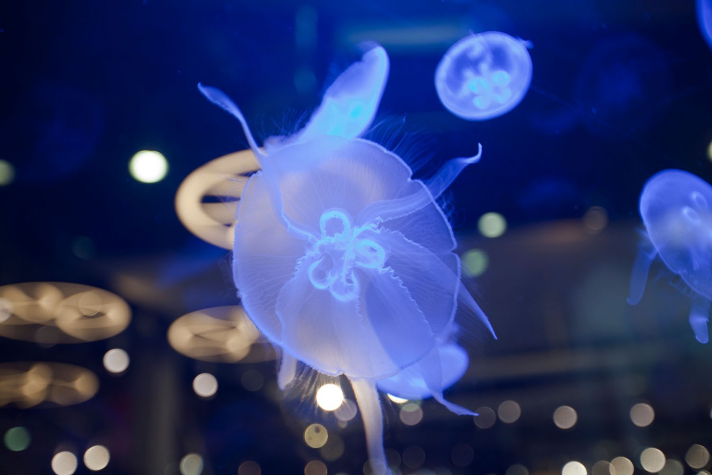 The Wolf of Wall Street Aquarium Aquarium Architecture