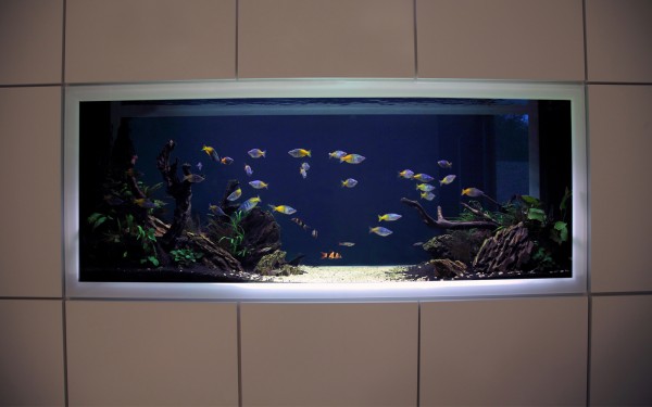 Minimalist Aquarium Design