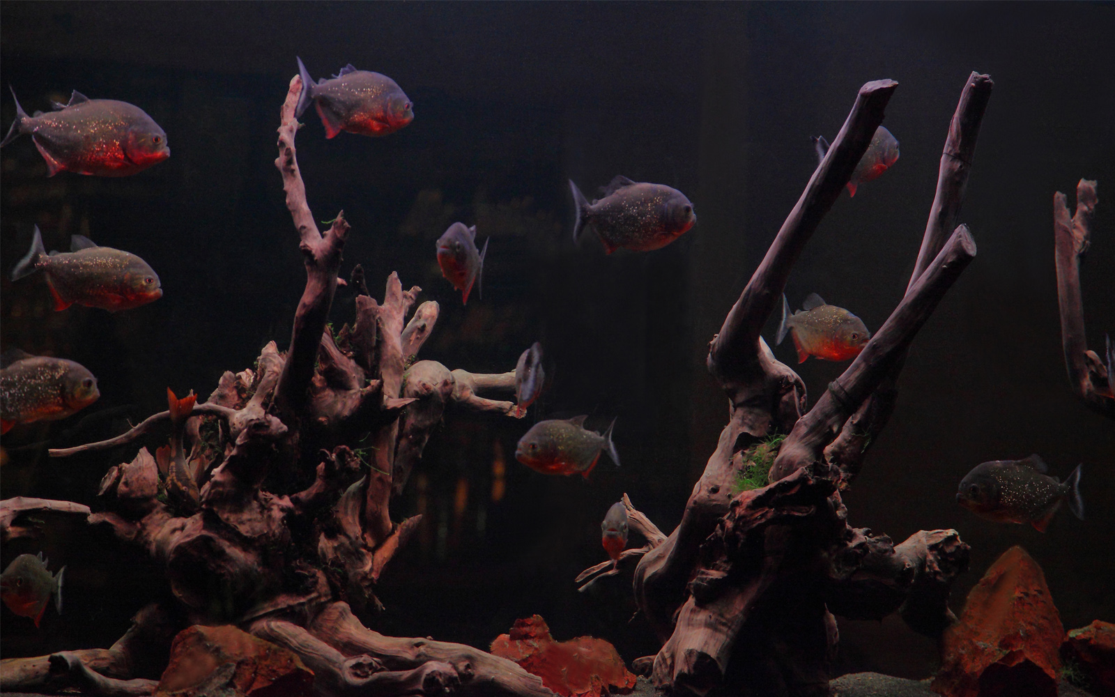 carnivoreaquariumarchitecturebrooklynnewyorkrestaurant02