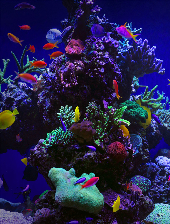 Custom Aquarium Location in Home Aquarium Architecture