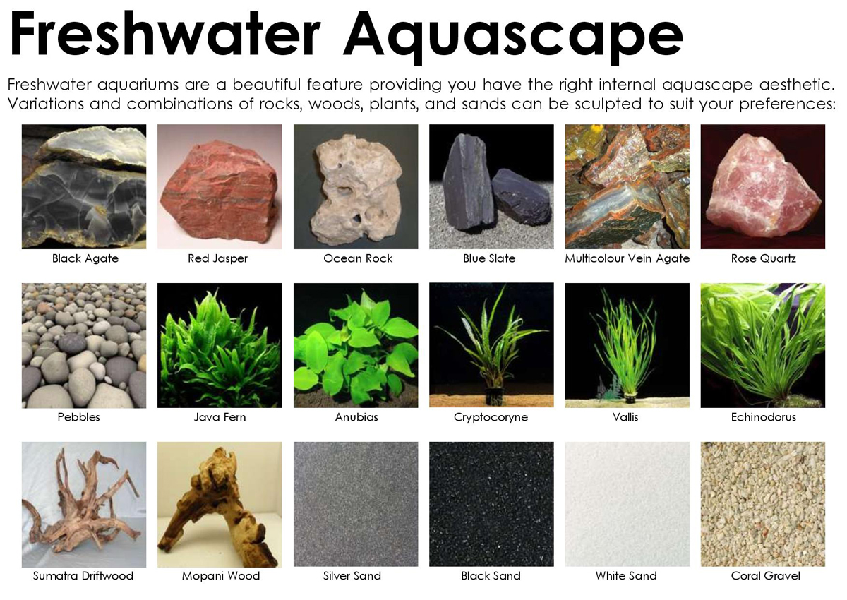freshwater tank saltwater aquarium