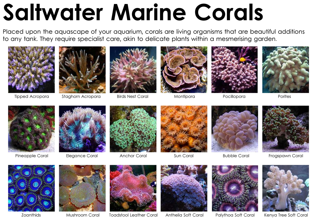 Saltwater Aquarium vs Freshwater Tank Pros & Cons