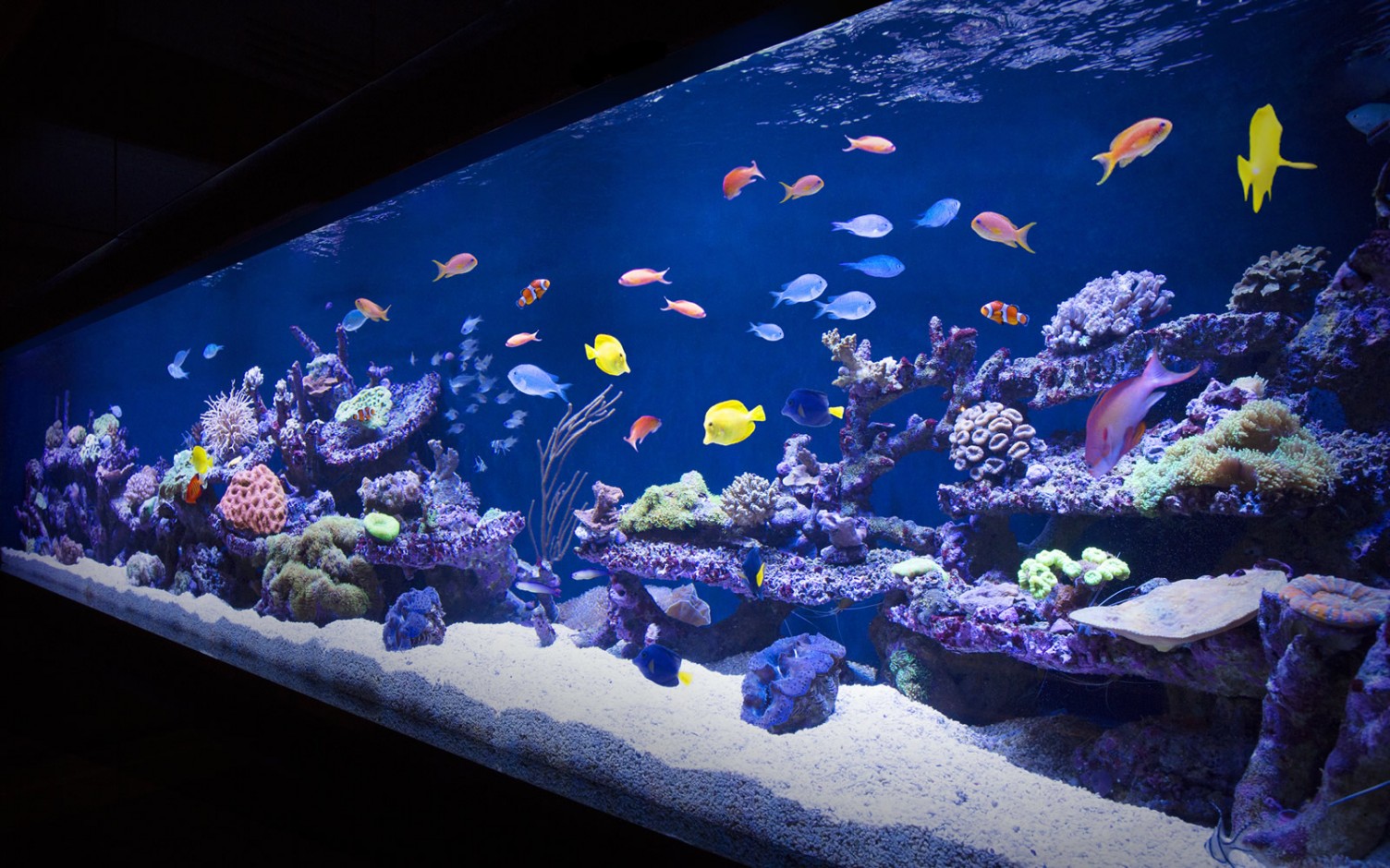 Cool Fish Tanks in Esquire UK Aquarium Architecture