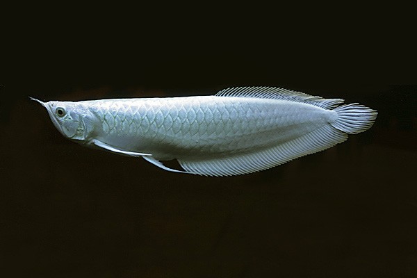 rare freshwater fish species