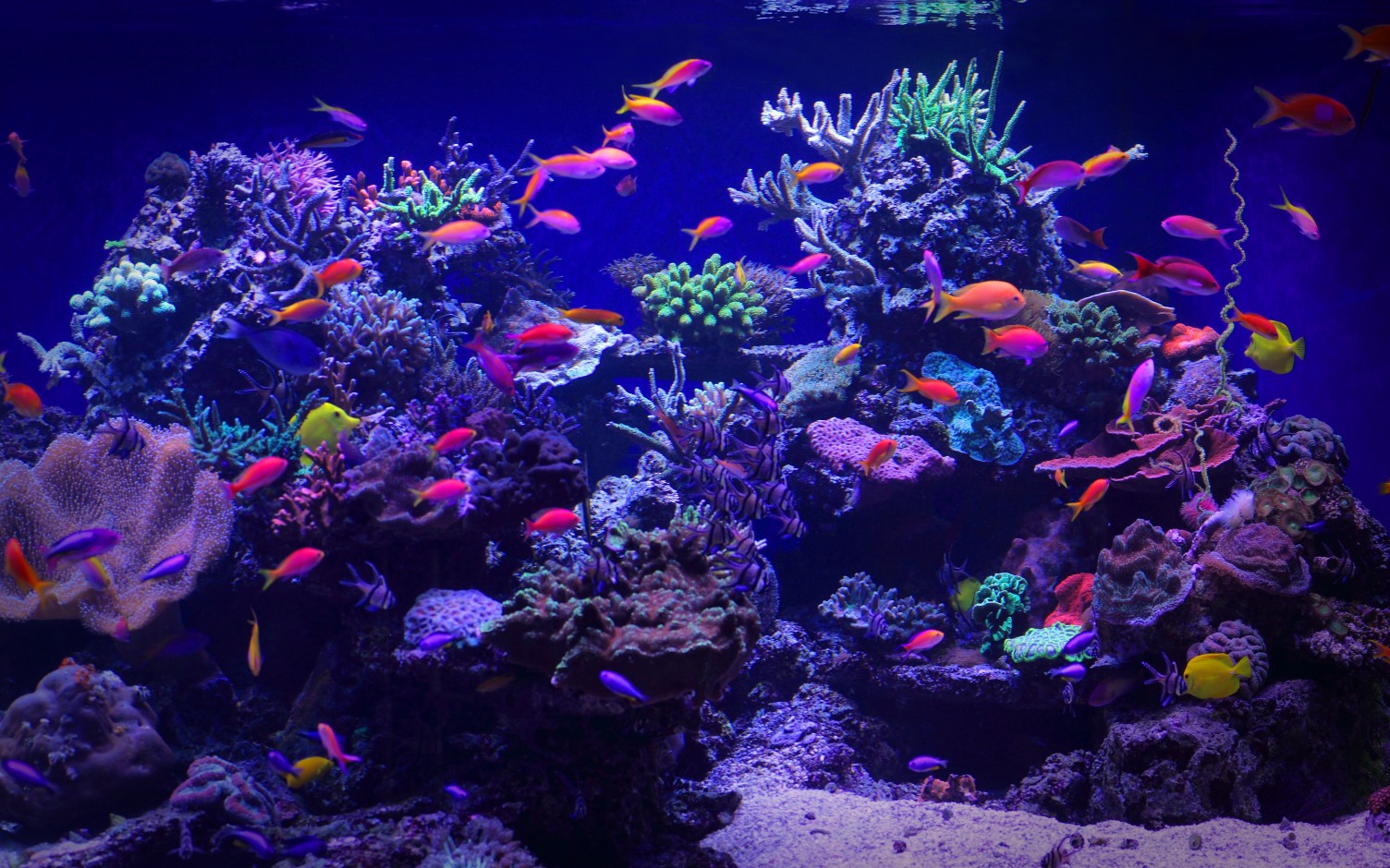 Changing From a Freshwater to a Saltwater Aquarium