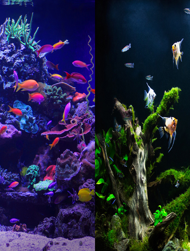 How to Clean and Maintain a Saltwater Aquarium