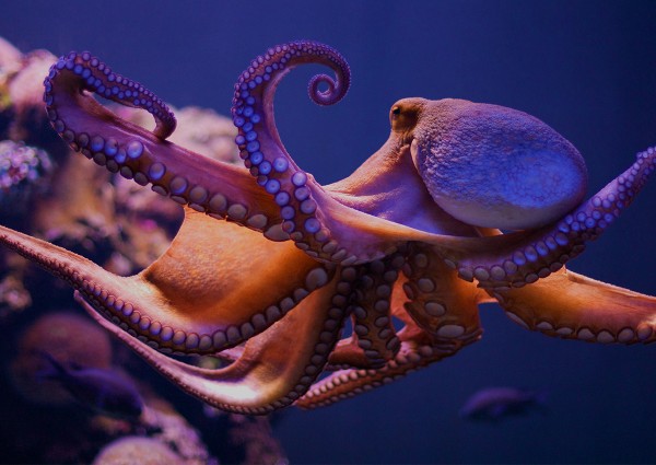 Octopus Aquarium | Aquarium Architecture