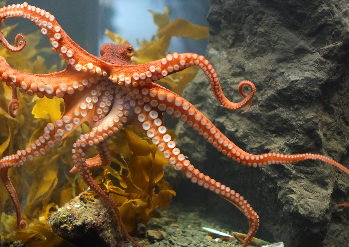 Octopus Aquarium | Aquarium Architecture