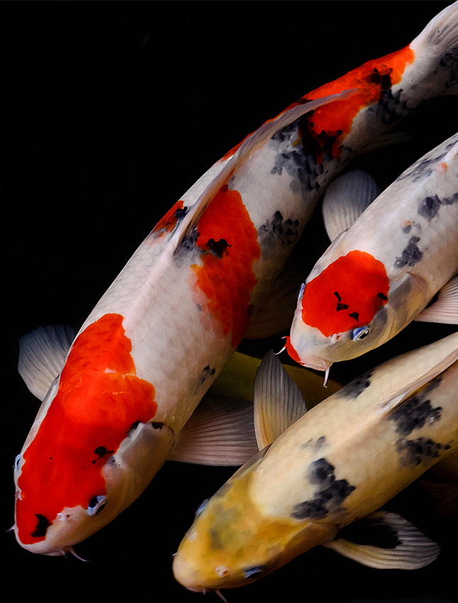 Koi Fish Pond | Aquarium Architecture