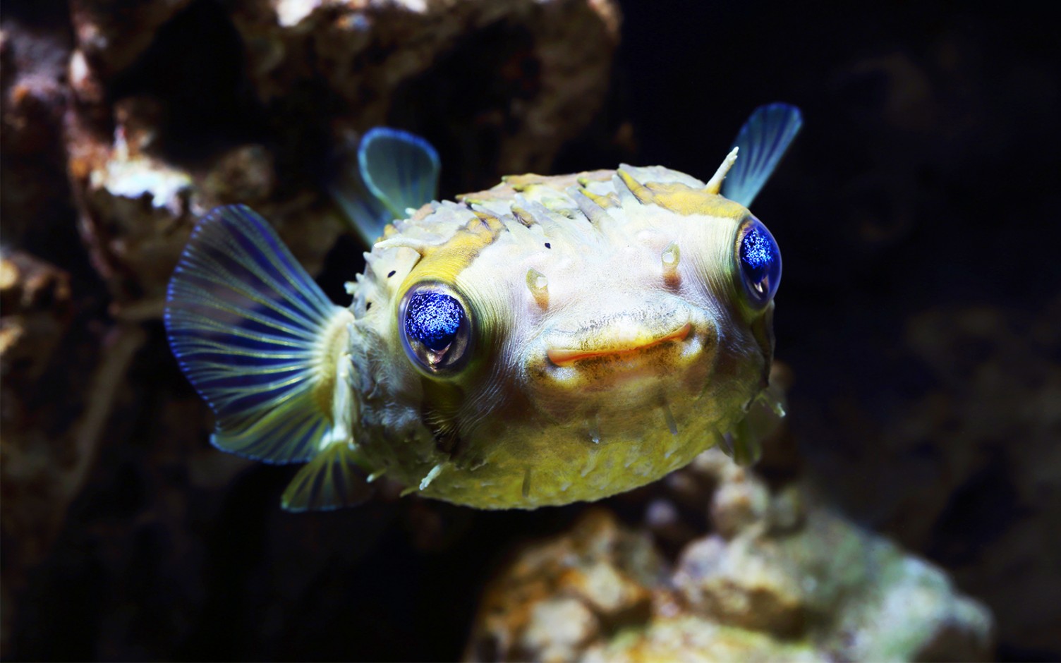 Predatory Fish Aquarium Architecture