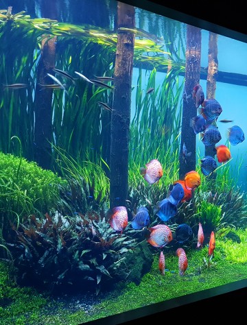 personalized fish tank decorations