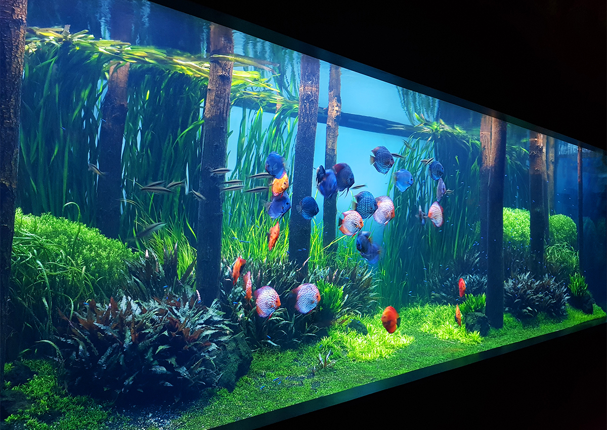 Freshwater Plants Selection Aquarium Architecture